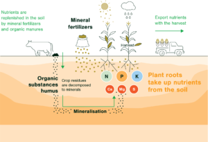 Balanced Fertilization